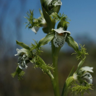 Bipinnula fimbriata